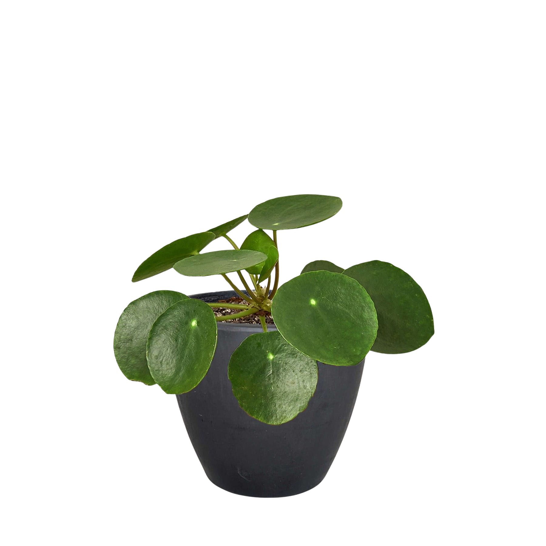 Chinese Money Plant — Pilea Peperomioides live plant