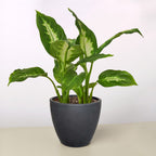 Camille Dieffenbachia — Bright Tropical Foliage live plant