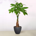 Braided Money Tree — Pachira Aquatica live plant