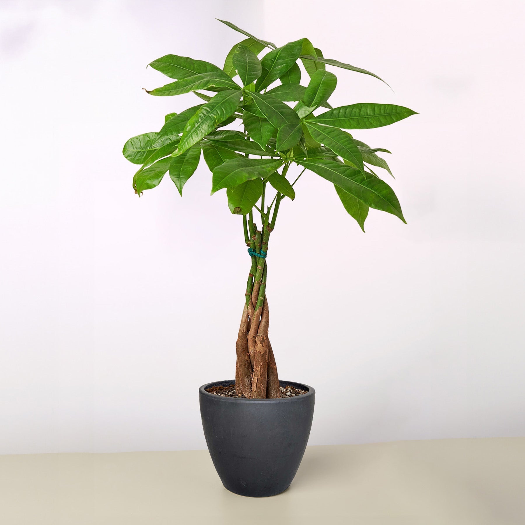 Braided Money Tree — Pachira Aquatica live plant