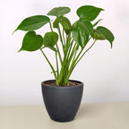 Monstera Deliciosa — Split-Leaf Houseplant live plant