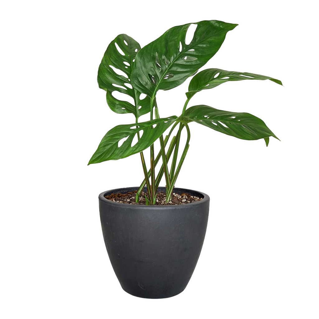 Monstera Adansonii — Swiss Cheese Vine live plant