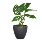 Monstera Adansonii — Swiss Cheese Vine live plant