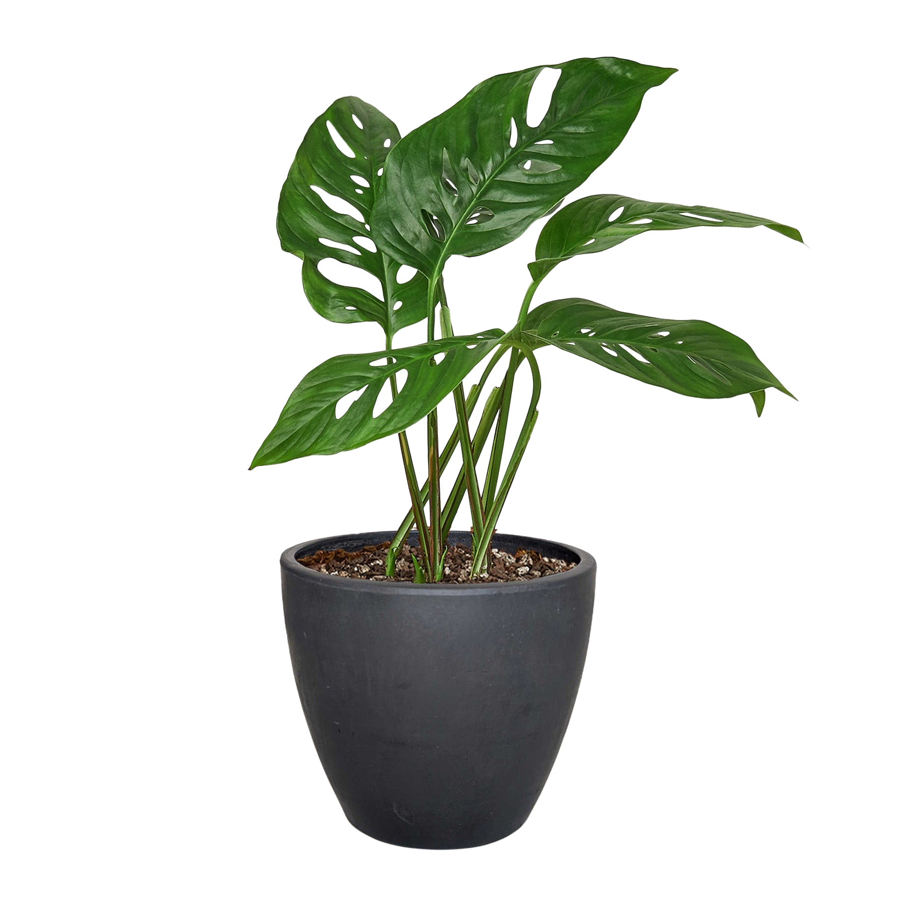 Monstera Adansonii — Swiss Cheese Vine live plant