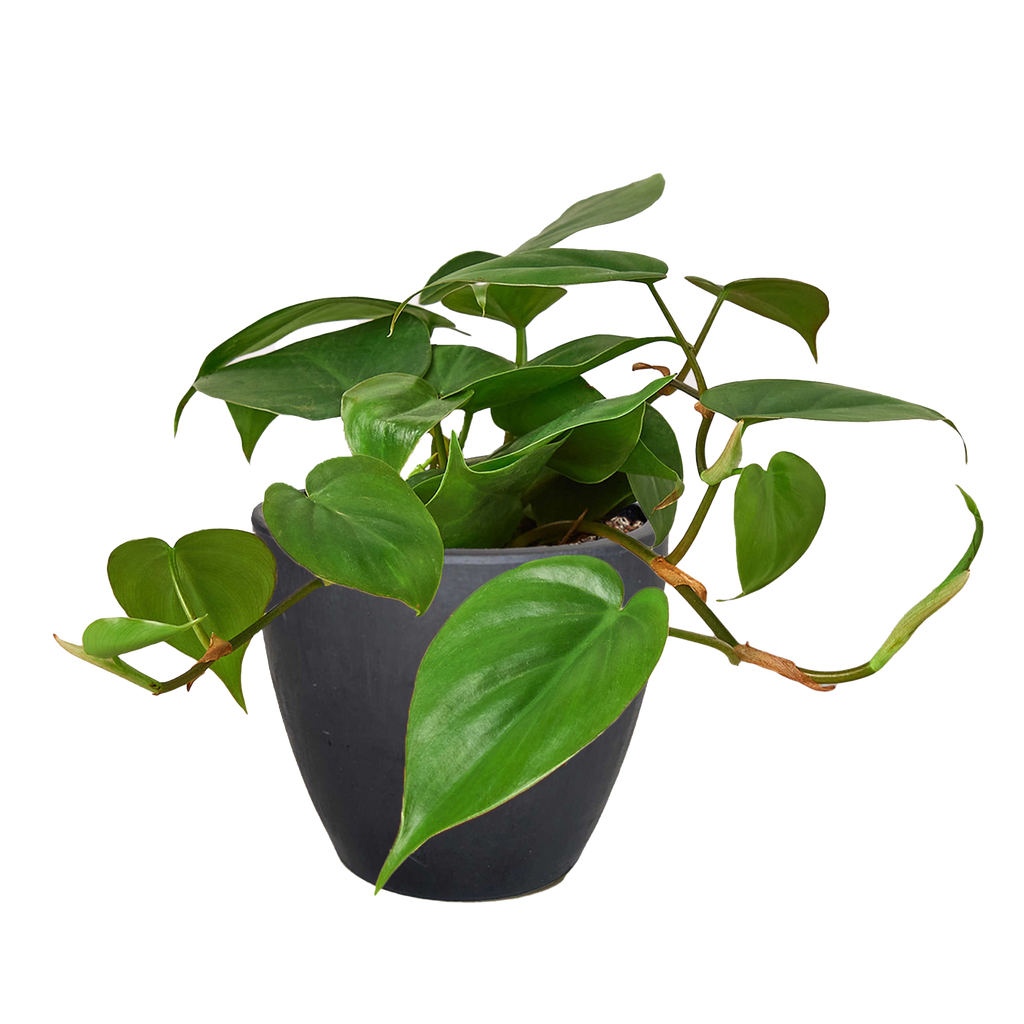Heartleaf Philodendron live plant