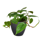 Heartleaf Philodendron live plant