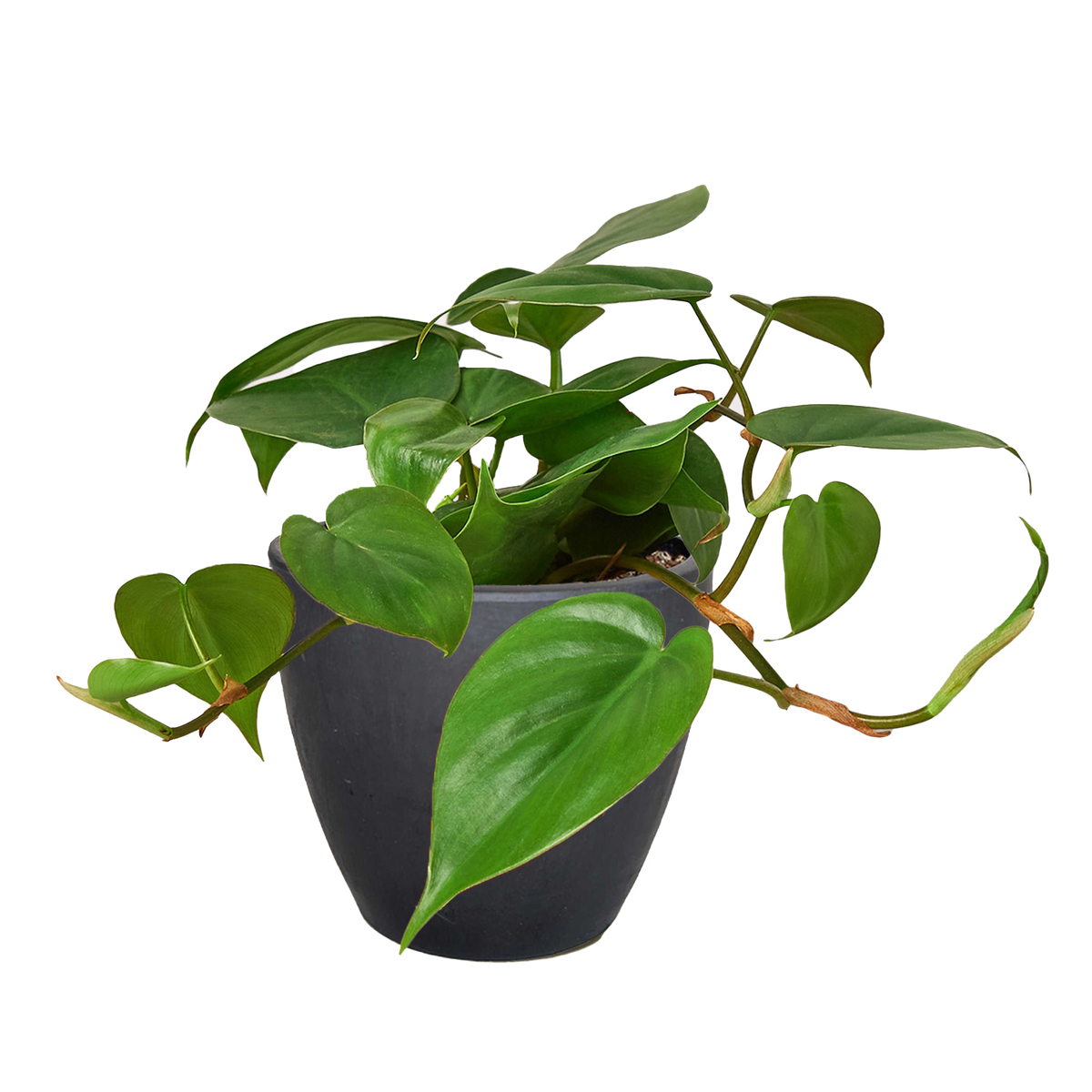 Heartleaf Philodendron live plant