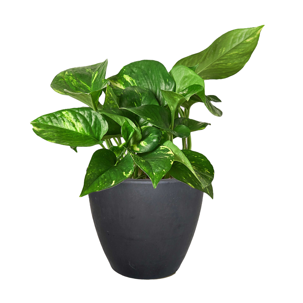 Golden Pothos — Easy-Care Trailing Houseplant live plant