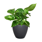 Golden Pothos — Easy-Care Trailing Houseplant live plant
