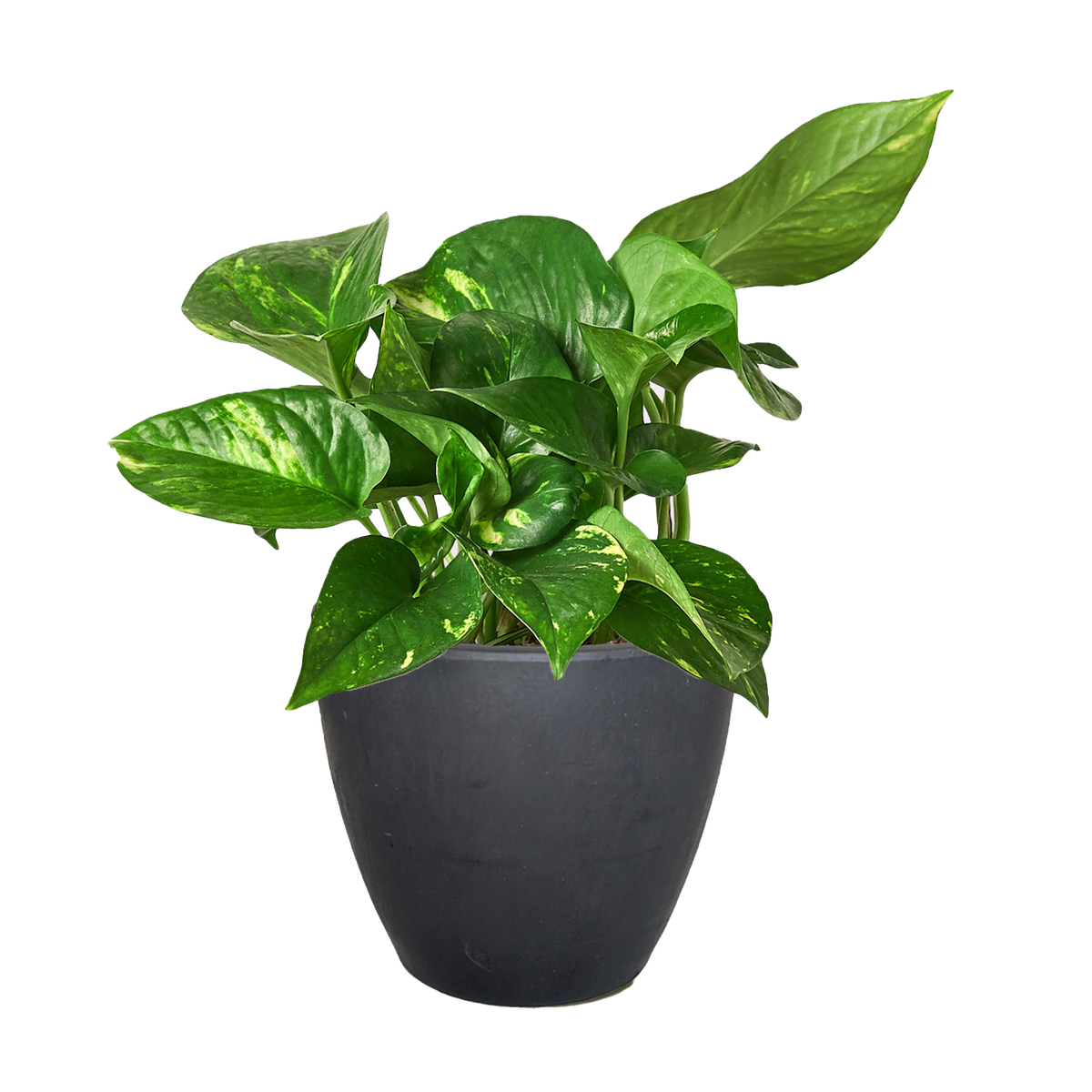Golden Pothos — Easy-Care Trailing Houseplant live plant