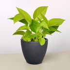 Neon Pothos — Bright Chartreuse Vine live plant