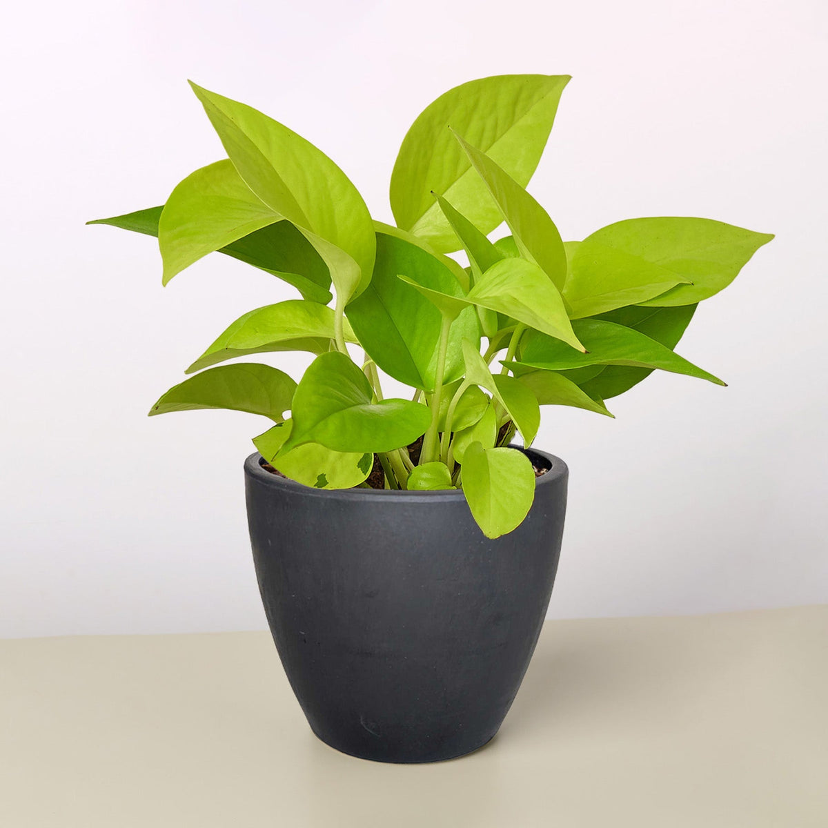 Neon Pothos — Bright Chartreuse Vine live plant