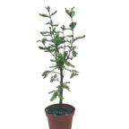 Bonsai Bald Cypress