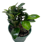 Bonsai Ficus Compacta