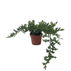 Bonsai Juniper