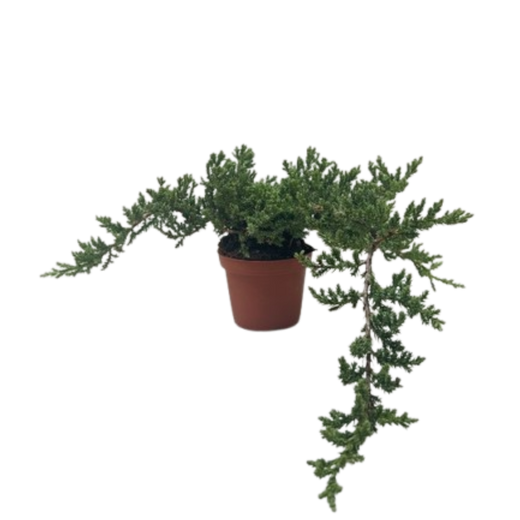 Bonsai Juniper