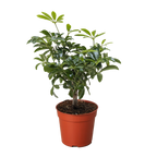 Bonsai Schefflera Arboricola