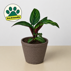 Beauty Star Calathea — Striped Prayer Plant live plant