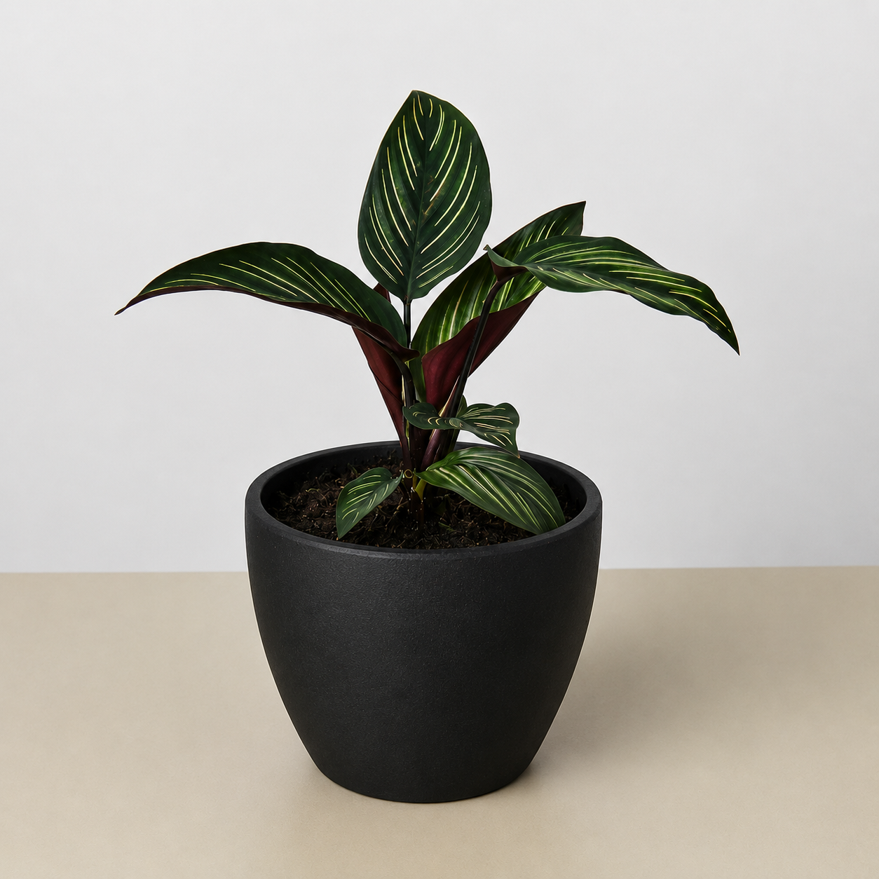Beauty Star Calathea — Striped Prayer Plant live plant