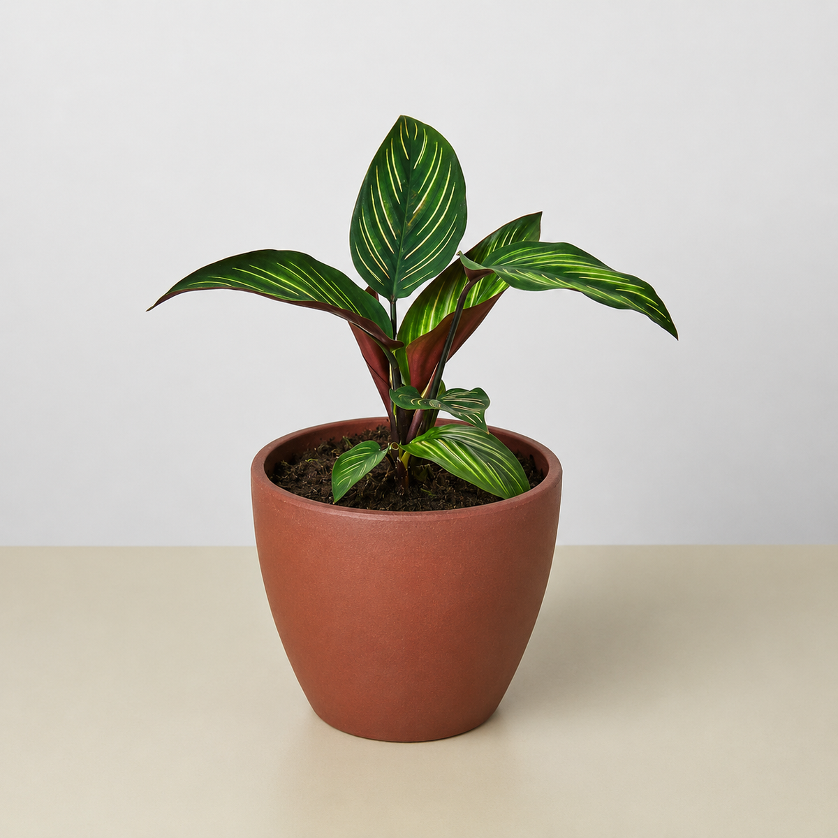 Beauty Star Calathea — Striped Prayer Plant live plant