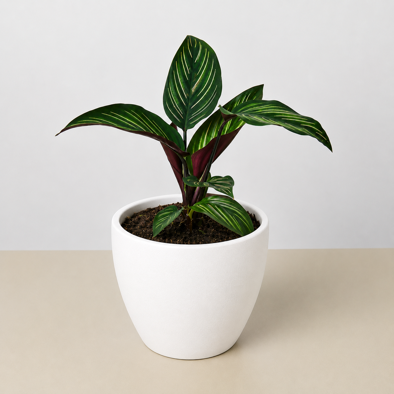 Beauty Star Calathea — Striped Prayer Plant live plant