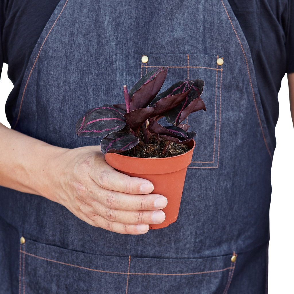 Dottie Calathea — Pink-Ringed Prayer Plant live plant