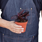 Dottie Calathea — Pink-Ringed Prayer Plant live plant