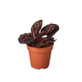 Calathea 'Dottie' — 4-Inch Pot