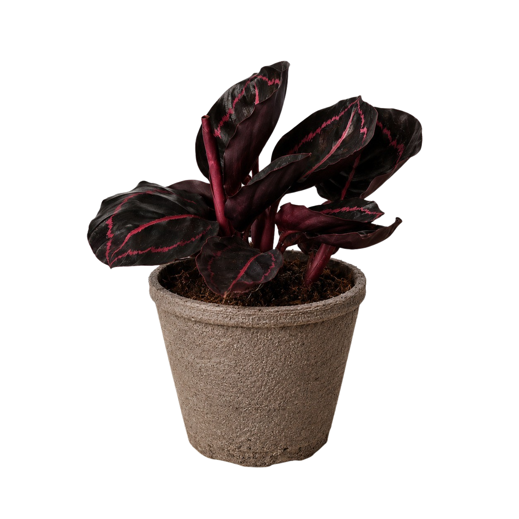 Dottie Calathea — Pink-Ringed Prayer Plant live plant