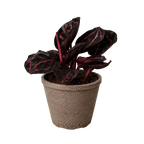 Dottie Calathea — Pink-Ringed Prayer Plant live plant