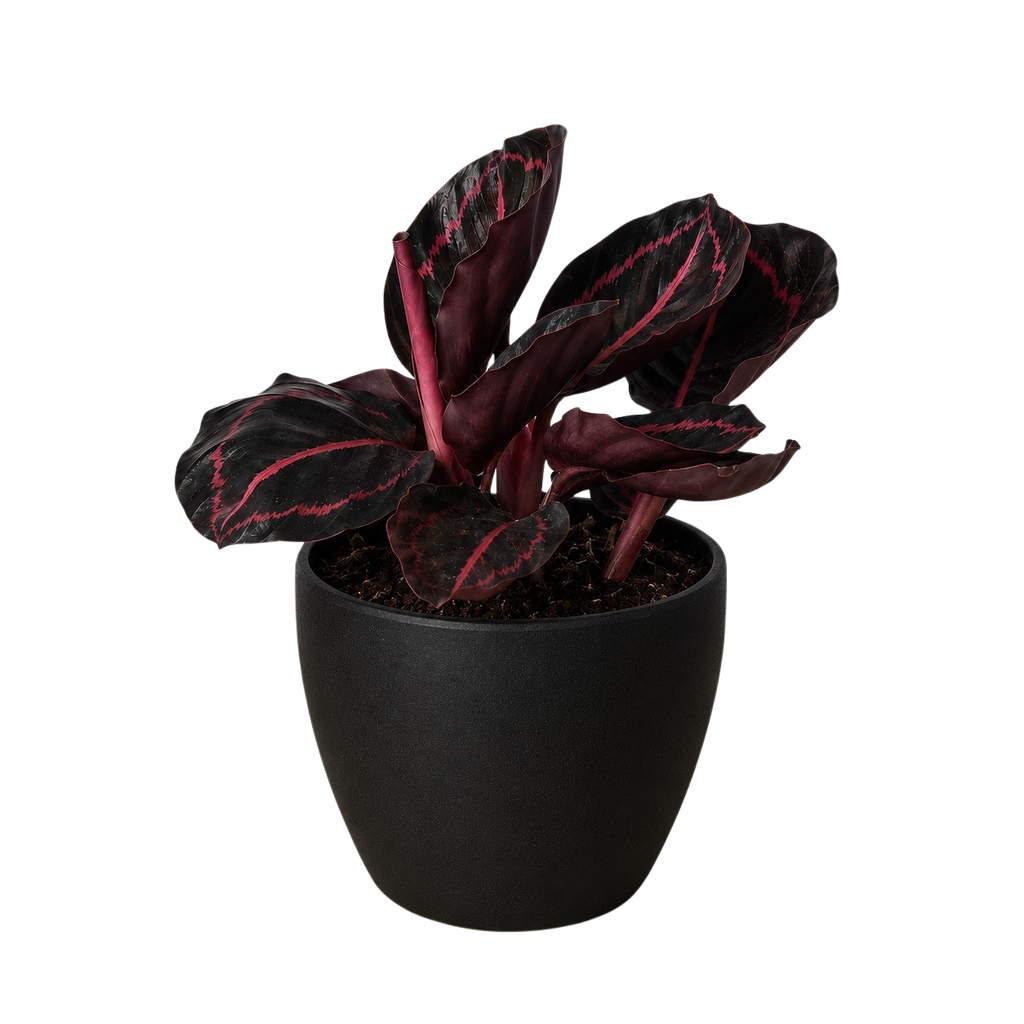 Dottie Calathea — Pink-Ringed Prayer Plant live plant