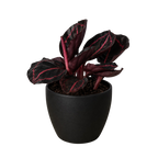 Dottie Calathea — Pink-Ringed Prayer Plant live plant