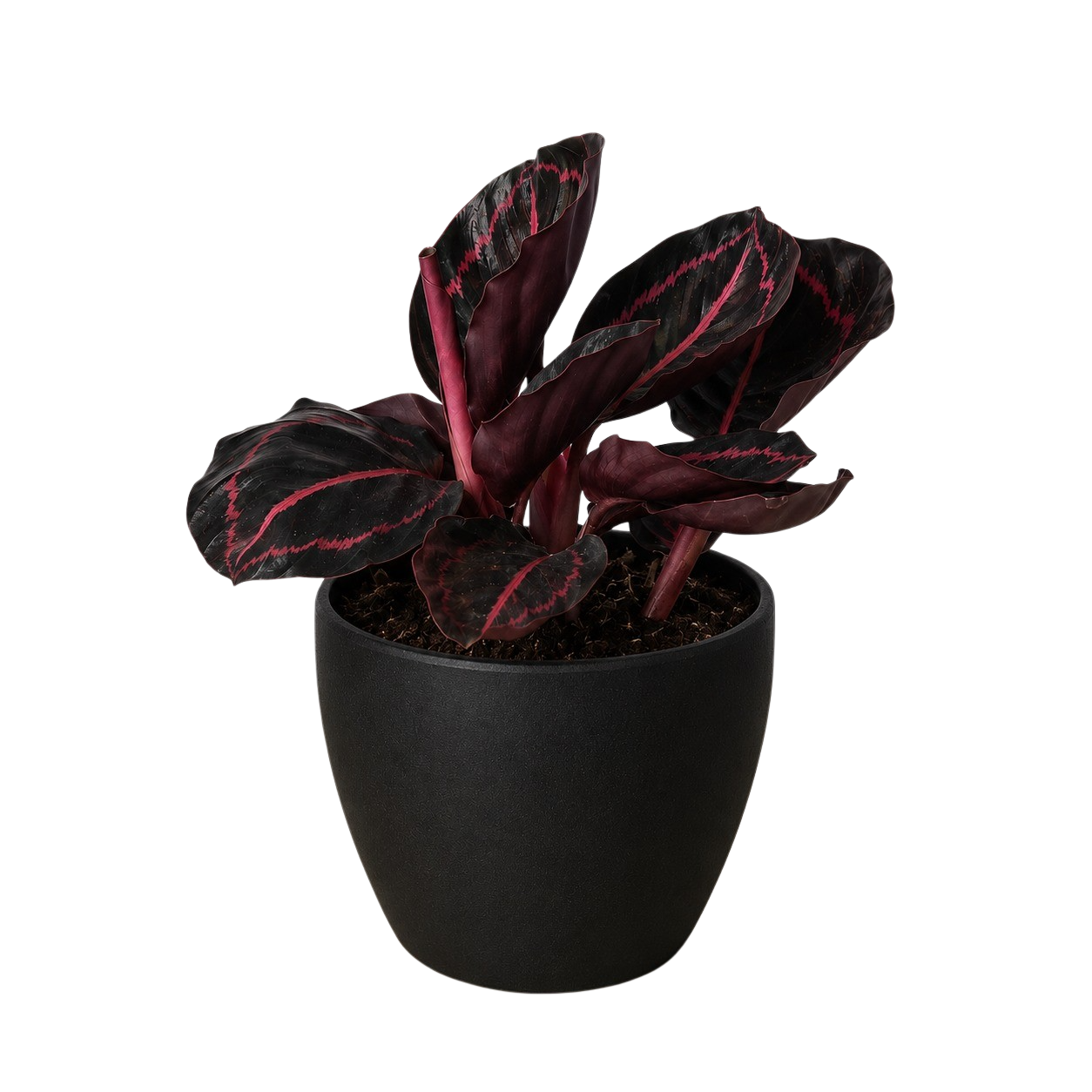 Dottie Calathea — Pink-Ringed Prayer Plant live plant