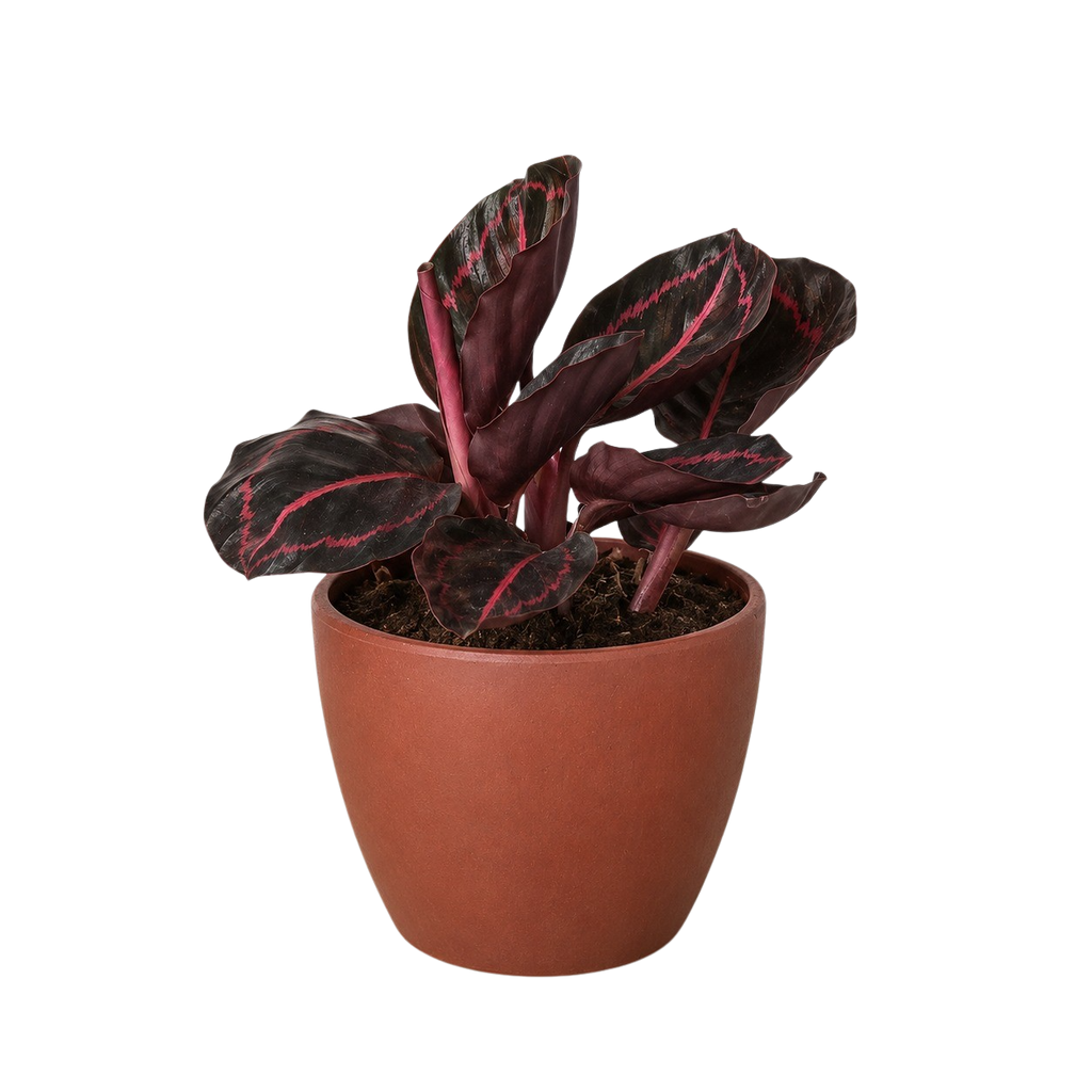 Dottie Calathea — Pink-Ringed Prayer Plant live plant