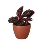 Dottie Calathea — Pink-Ringed Prayer Plant live plant