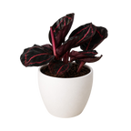 Dottie Calathea — Pink-Ringed Prayer Plant live plant