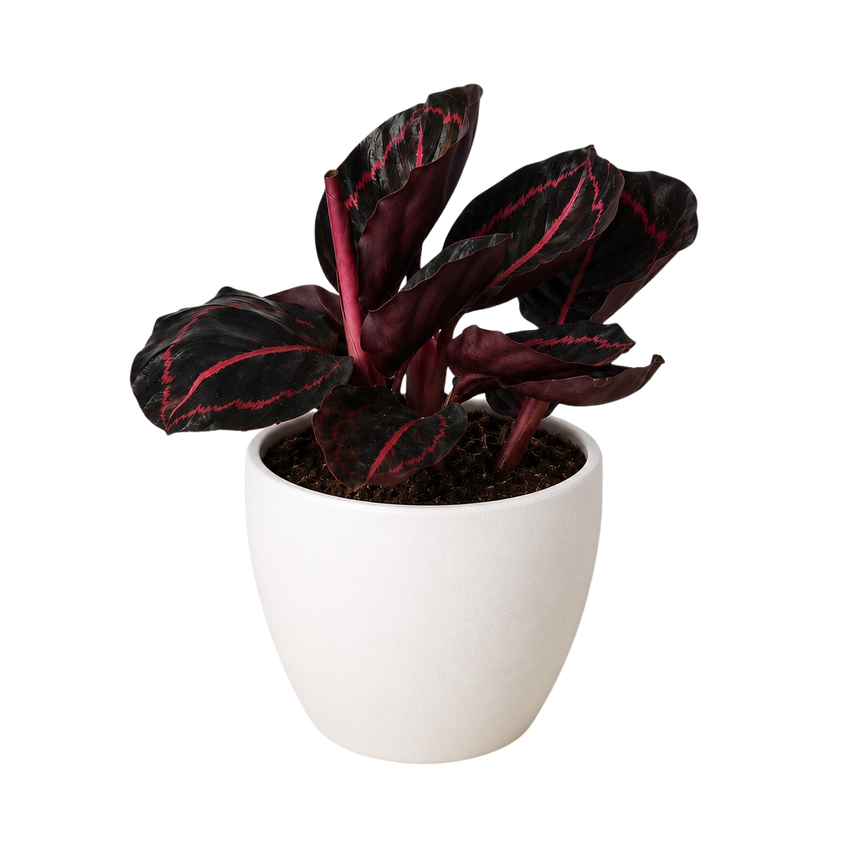 Dottie Calathea — Pink-Ringed Prayer Plant live plant