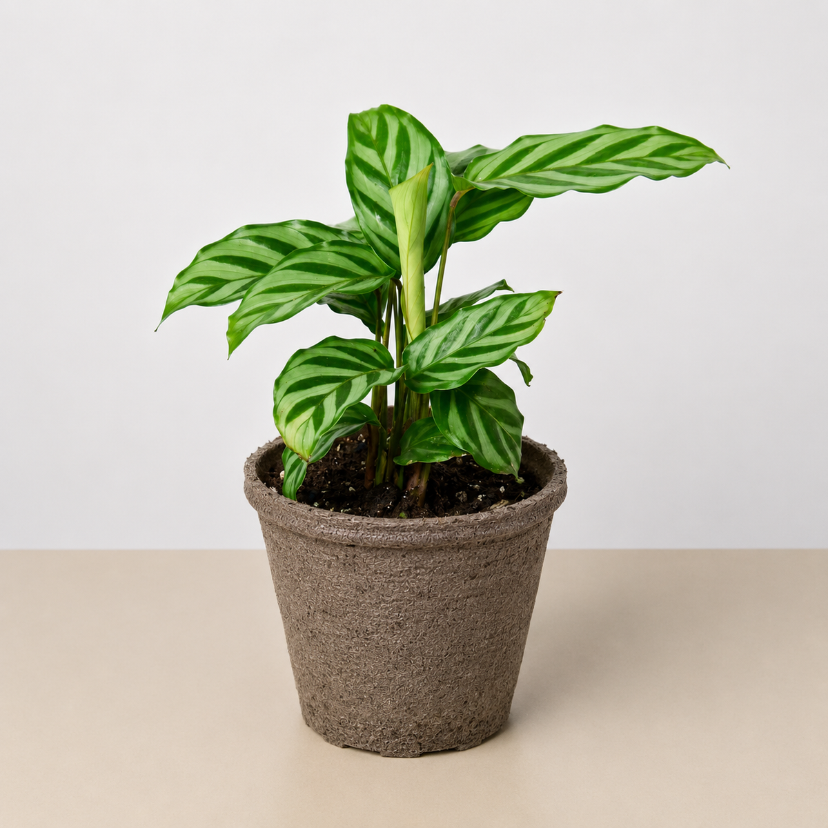 Calathea Concinna 'Freddie'