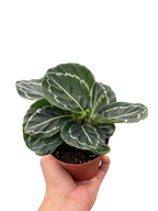 Calathea 'Green Goddess'