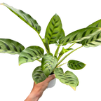 Calathea Leopardina