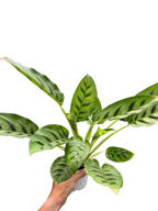 Calathea Leopardina