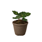 Calathea 'Makoyana'