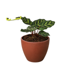 Calathea 'Makoyana'