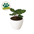 Calathea 'Makoyana'