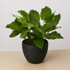 Calathea 'Musaica'
