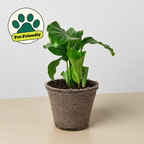 Calathea 'Orbifolia'