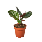 Calathea 'Ornata'