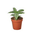 Calathea 'Vittata'