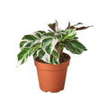 Calathea 'White Fusion' — 6-Inch Pot
