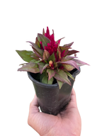 Celosia